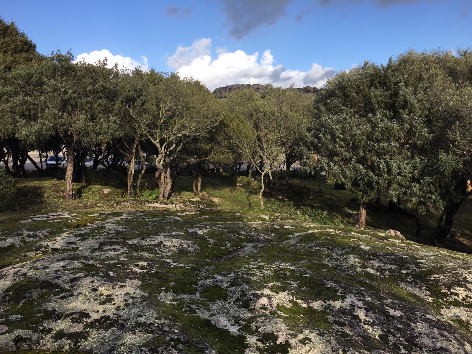 immagine di un bosco nel territorio di Arzachena